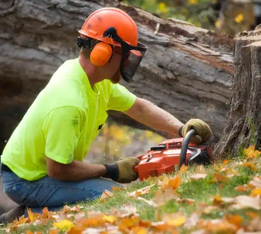 tree services Phillipsburg